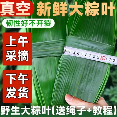 粽子叶棕叶新鲜大号包粽子专用的叶子批发干粽叶大鲜粽叶现摘食用