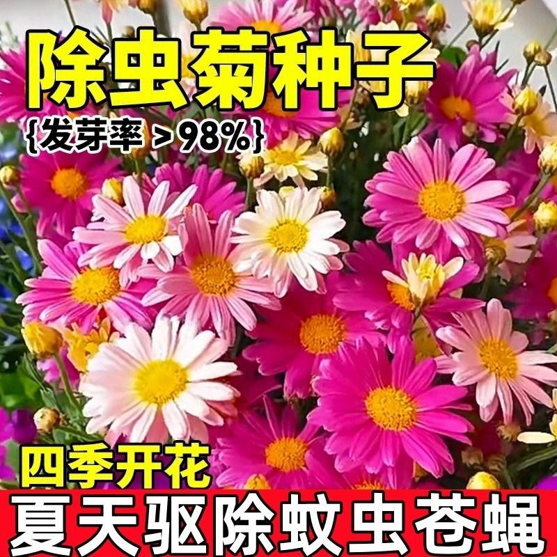 除虫菊花种籽子混色驱蚊植物盆栽花种四季播