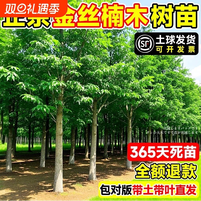 四川正宗金丝楠木树苗盆栽