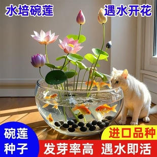 开花客厅阳台 五颜六色水培水养莲花荷花种绿植莲子碗莲种盆栽四季