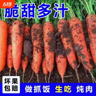 胡萝卜农家自种新鲜带泥应季蔬菜当季可生食水果胡萝卜脆甜多汁