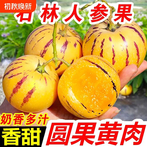 真树熟人参果云南石林新鲜水果七彩黄肉圆果清甜多汁娃娃果包邮