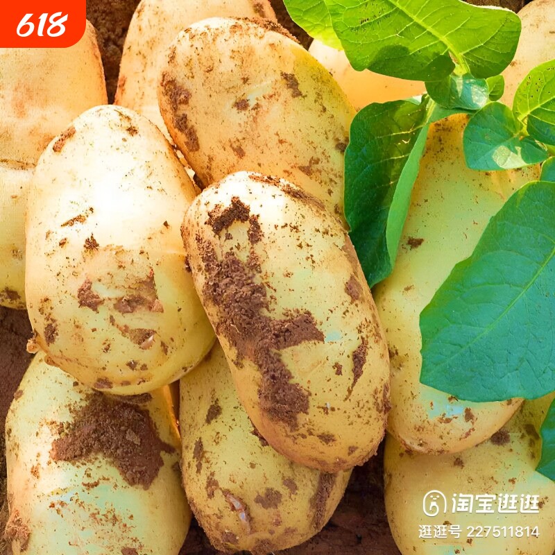 新季云南土豆新鲜黄心马铃薯黄皮黄心粉糯土豆农家洋芋