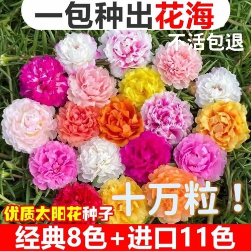 重瓣太阳花种子易活室外