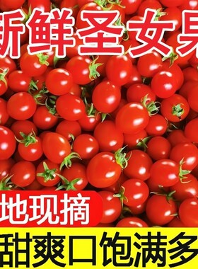 圣女果千禧小番茄新鲜现摘当季小西红柿超甜孕妇水果整箱自提好吃