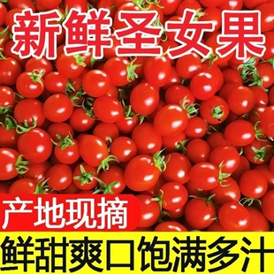 圣女果千禧小番茄新鲜现摘当季小西红柿超甜孕妇水果整箱自提好吃