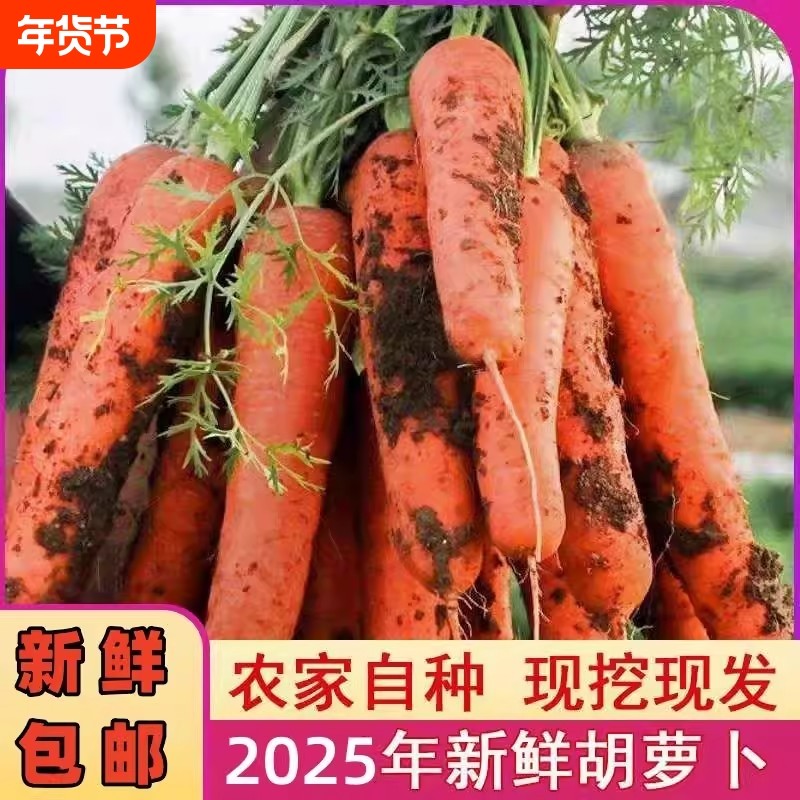 胡萝卜沙地蔬菜脆甜红萝卜包邮现挖现发农家自种新鲜食材营养健康,水产肉类/新鲜蔬果/熟食,萝卜/胡萝卜,淘宝优惠券,粉丝福利购,淘宝优惠卷