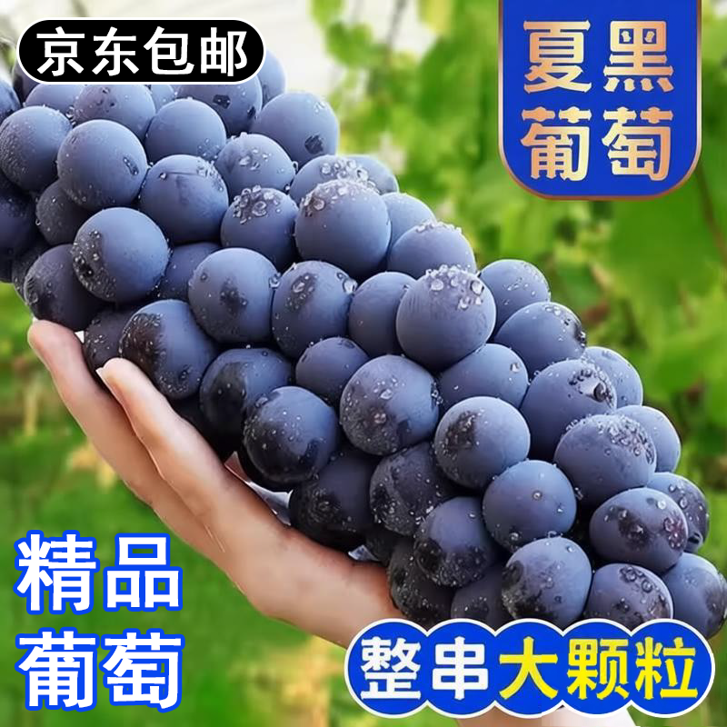 现摘云南夏黑葡萄新鲜采摘无籽孕妇水果非红提黑加仑巨峰