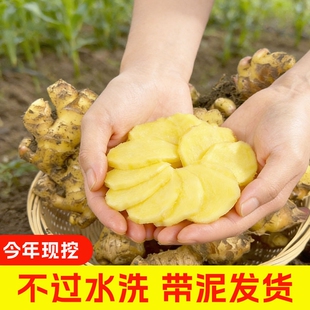 新姜云南罗平小黄姜生姜新鲜姜现挖食用老月子姜蔬菜