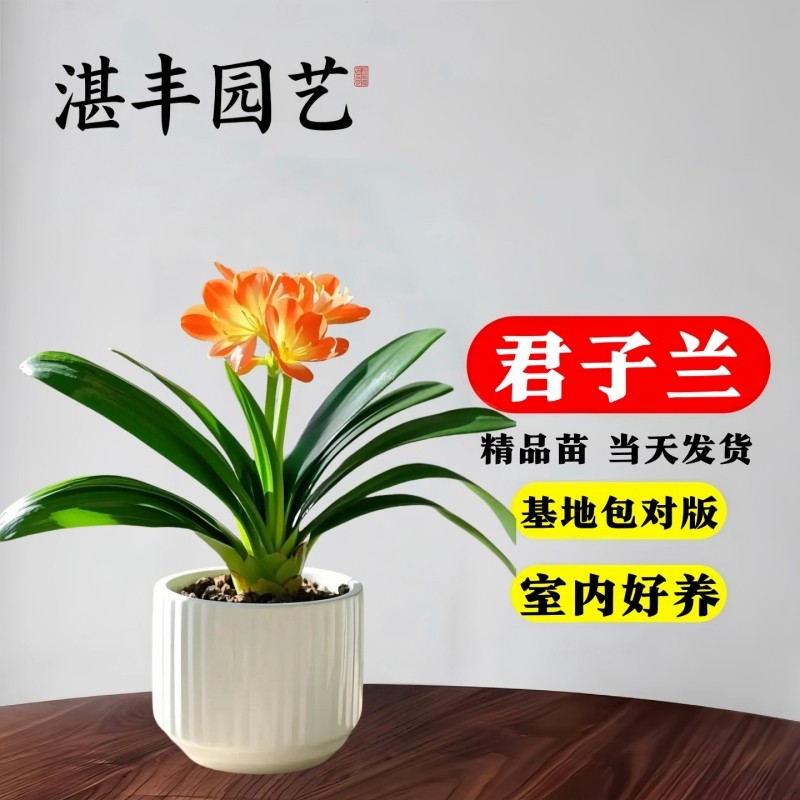 君子兰盆栽苗带花苞客厅绿植名贵植物室内四季常青好养活花卉观花