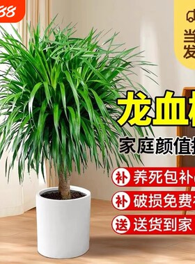龙血树客厅绿植盆栽多头龙须树大发财树室内大型老桩树苗好养家里