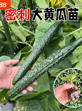 津妍黄瓜秧苗更甜高产强雌大黄瓜水果黄瓜种子蔬菜苗蔬菜种秋葵