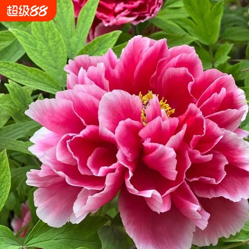 芍药花苗重瓣带芽大花抗寒易活盆栽根块菏泽四季花卉室内庭院植物