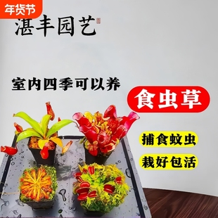 捕蝇草盆栽大嘴多种食虫植物绿植组合猪笼草茅膏菜狸藻土瓶捕虫堇
