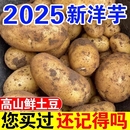 新鲜贵州土豆沙面黄心马铃薯蔬菜洋芋旱沙地种植蒸熟粉糯香甜