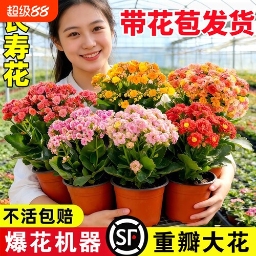 优选复瓣长寿花盆栽重瓣特大A花苗好养易活室内花卉植物四季开.