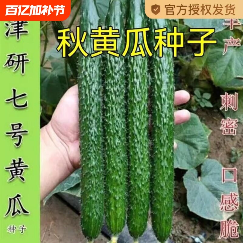 津研水果黄瓜青瓜种子刺黄瓜种籽子水果春秋四季蔬菜种子七号高产