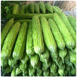 新鲜苦瓜山东现摘农家自种蔬菜凉瓜当季新鲜现摘清苦脆嫩