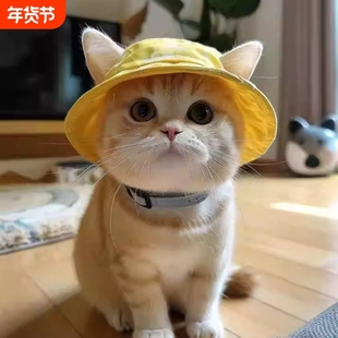 可爱露耳朵宠物猫咪狗狗帽子夏季防晒太阳帽德文猫帽子小狗渔夫帽
