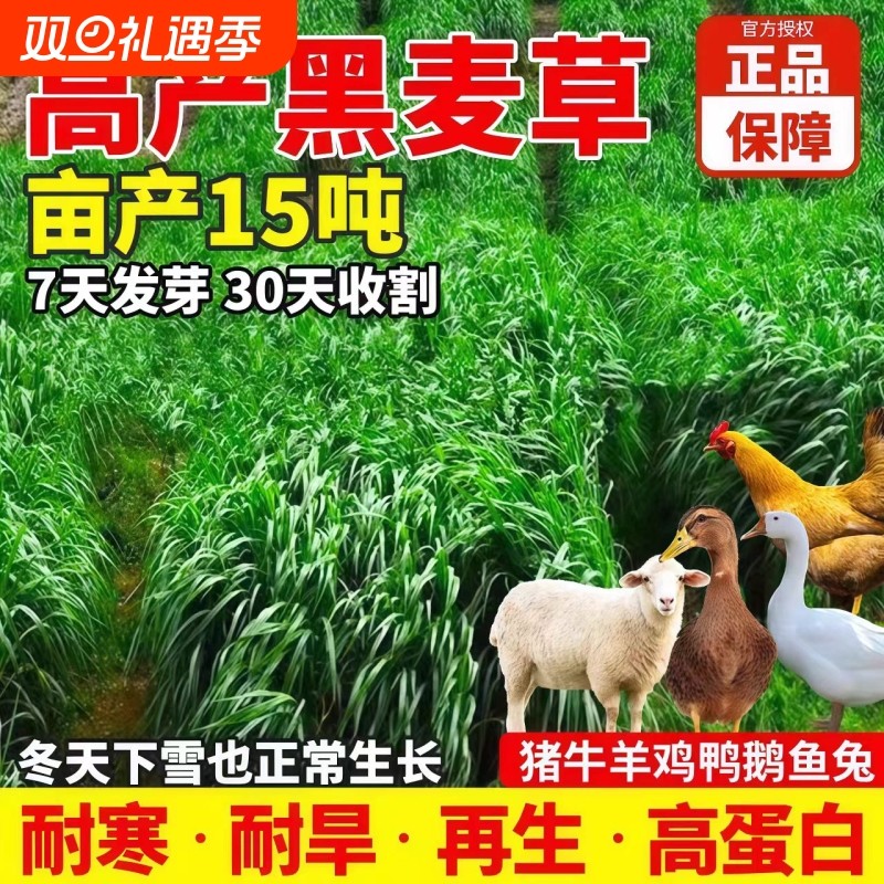 黑麦草种籽子种多年生四季牧草种子畜牧养殖草种鸡鸭牛羊鱼草种籽