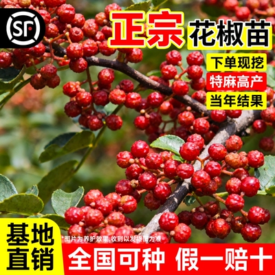 正宗花椒树大苗当年结果