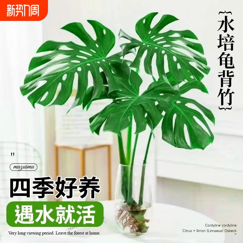 龟背竹盆栽水培植物老桩大叶绿萝水养富贵竹带根绿植室内好养花卉