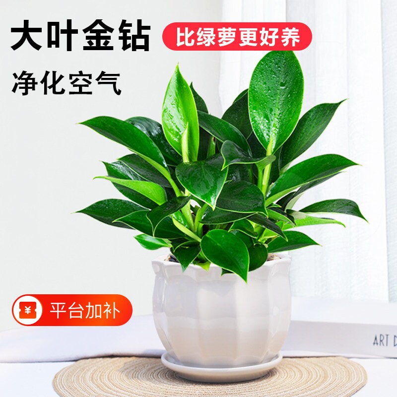 金钻盆栽绿植大盆绿萝除室内甲醛植物花卉水培办公室净化空气好养