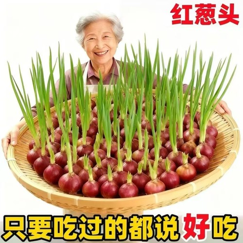 葱头正宗东北干毛葱头小葱农家自种火葱新鲜可庭院种植驱蚊香葱