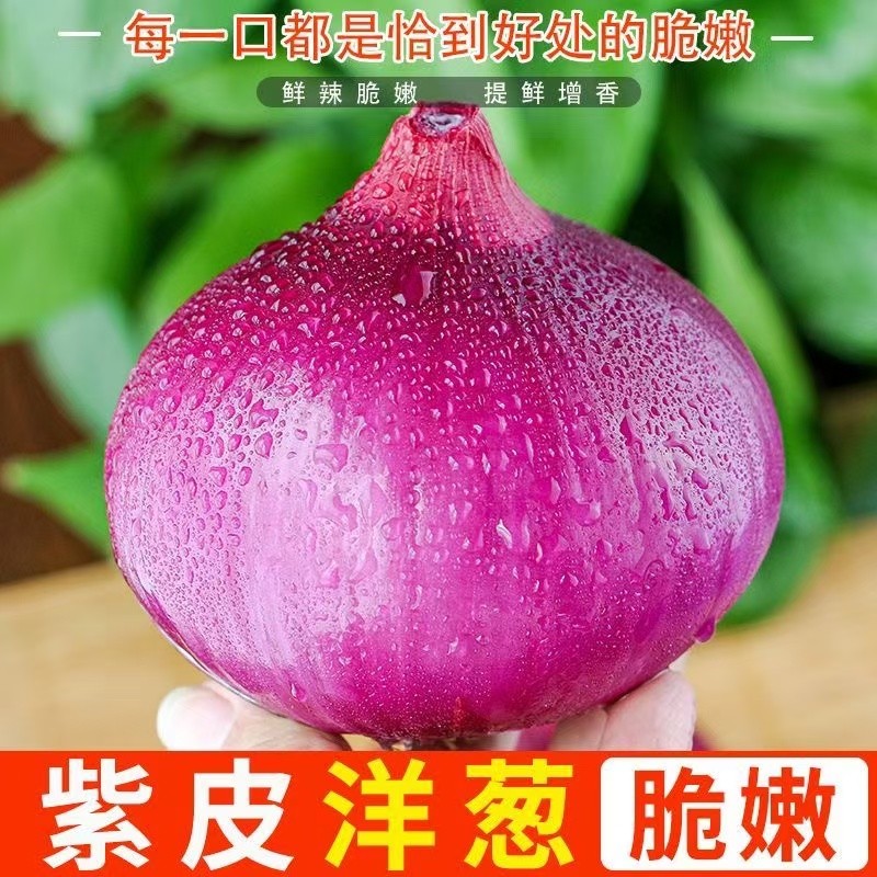 当季现挖紫皮洋葱水果洋葱红皮洋葱脆嫩炒菜凉拌生吃蔬菜水果