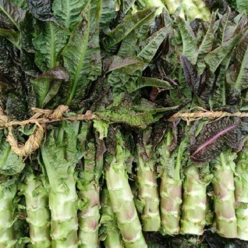 莴笋新鲜蔬菜紫叶香莴苣青笋窝笋绿心薄皮时令现挖云南合作社直发,水产肉类/新鲜蔬果/熟食,其它,淘宝优惠券,粉丝福利购,淘宝优惠卷