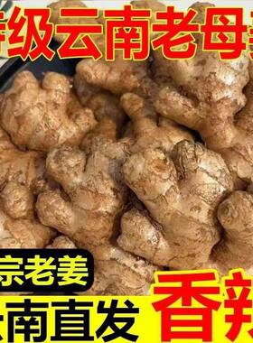 正宗云南小黄姜新鲜蔬菜沙姜干姜仔姜嫩姜鲜姜大姜老姜老生姜当季
