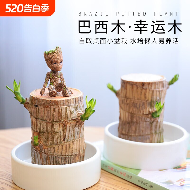 巴西木水养幸运木开花好养绿植室内水培懒人花植物盆栽