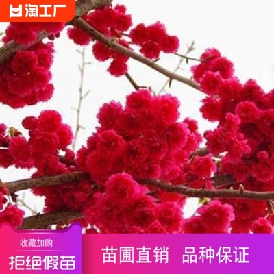 正宗樱花树苗中国红庭院绿化樱花