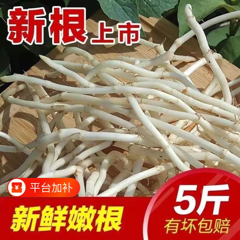 折耳根新鲜鱼腥草猪鼻孔当季野蔬菜嫩芽嫩根叶凉拌泡茶下饭菜即食