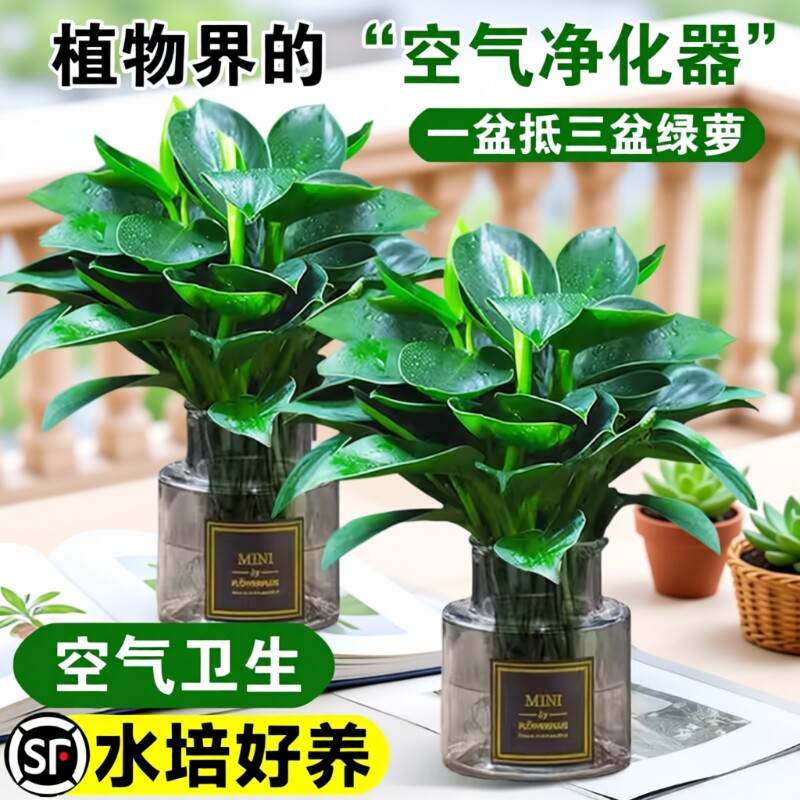 金钻绿公主盆栽带花苞绿箩萝水培植物办公室内花卉绿植四季好养活