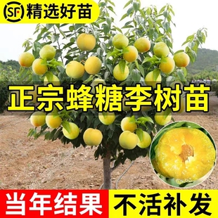 蜂糖李子树苗嫁接特大晚熟脱骨青脆李子果树苗南北方种三华李树苗