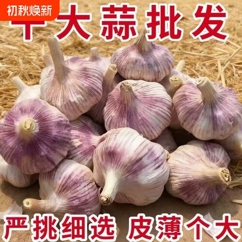 山东紫皮大蒜头新鲜金乡大蒜整箱新干蒜蒜头紫白皮串蒜旗舰店