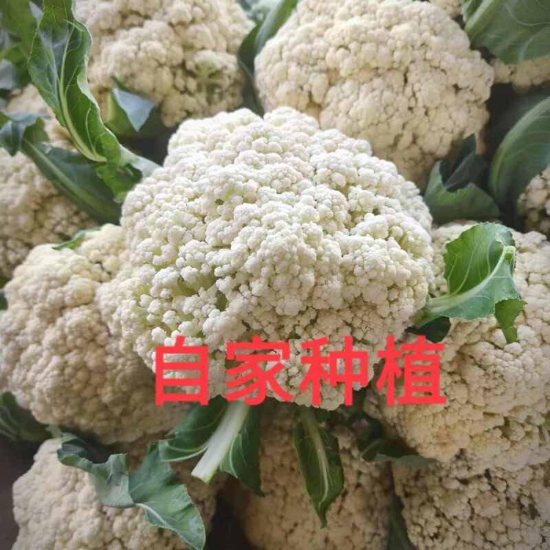 �������ʻ����ɻ�¶��ɢ��ũ�����ֲ˻�Ҭ�˻�ʱ���߲˰׻������� 1.5���� 23.9Ԫ