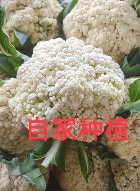 云南新鲜花菜松花露天散花农家自种菜花椰菜花时令蔬菜白花菜自销