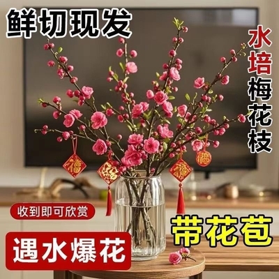 【遇水开花】水培植物水养腊梅遇水开花带花苞花卉室内绿植耐寒