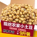 正宗恩施富硒黄心小土豆新鲜迷你高山现挖马尔科小个土豆马铃薯