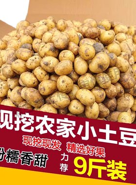 正宗恩施富硒小土豆黄心新鲜迷你高山现挖马尔科小个土豆马铃薯