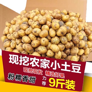正宗恩施富硒黄心小土豆新鲜迷你高山现挖马尔科小个土豆马铃薯