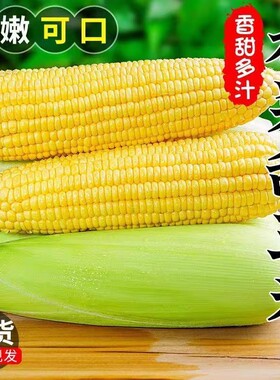 【京东物流送货到家】新鲜生吃水果玉米棒子现摘苞谷蔬菜减脂轻食