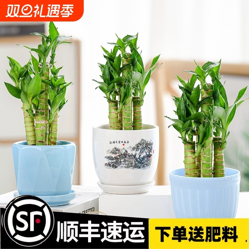 富贵竹文昌竹荷花竹观音竹土培水培绿植物花卉室内桌面小盆栽客厅