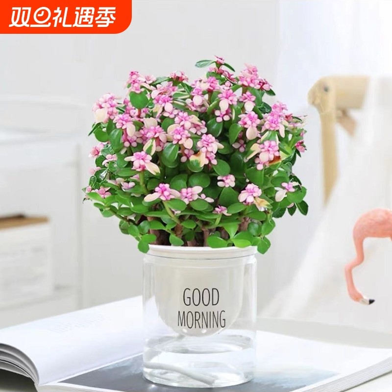 金枝玉叶盆栽水培植物室内老桩多肉办公室绿植花卉净化空气客厅