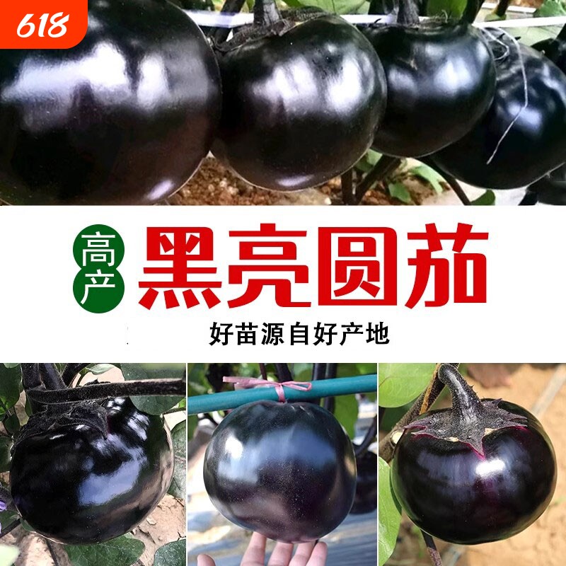 黑圆茄子苗高产快茄幼苗茄苗种子四季种植蔬菜秧草莓西红柿甜椒
