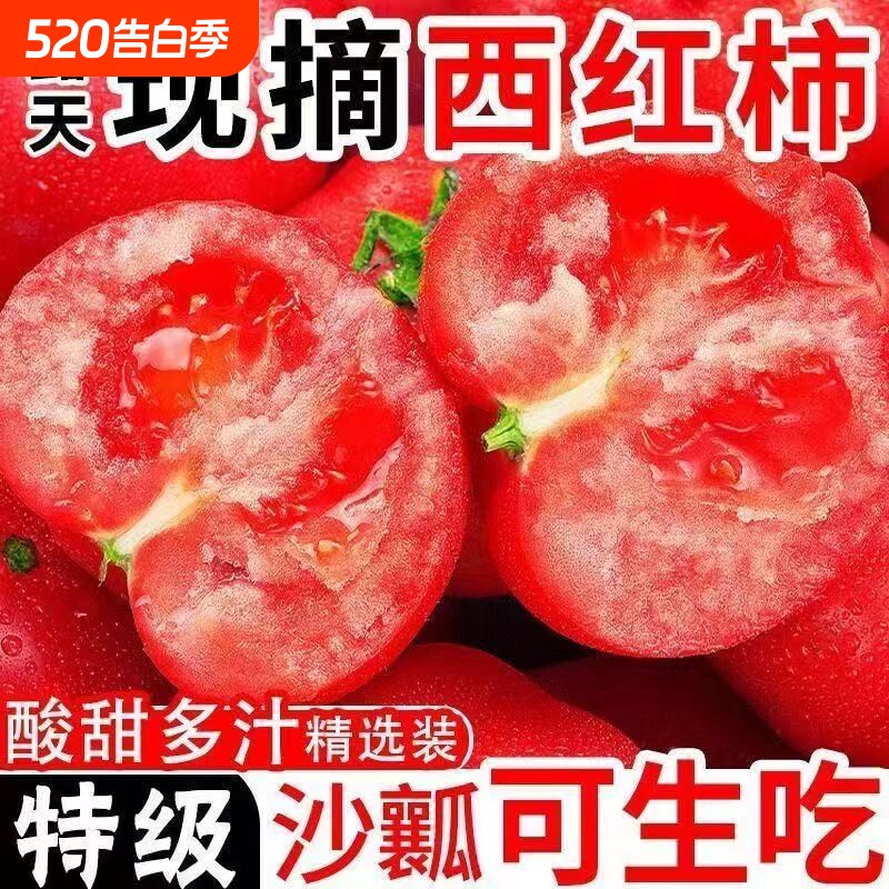 正宗沙瓤西红柿番茄自然熟当季新鲜蔬菜整箱发沙拉爆汁