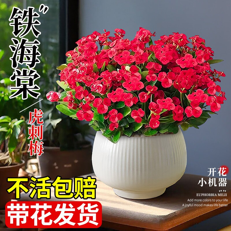 铁海棠虎刺梅盆栽老桩大叶大花阳台室内花卉绿植物四季好养活开花