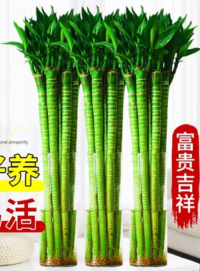粗杆龙竹文昌竹观音竹富贵竹发财竹客厅室内竹子盆栽水养水培植物